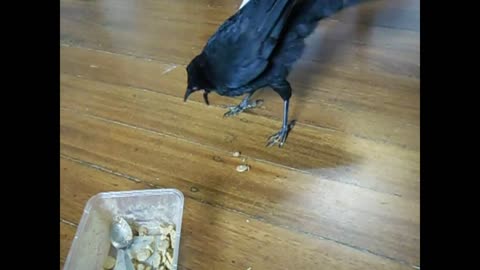 bird feeds cat and dog - bird feeds dog & cat ***so lovely***