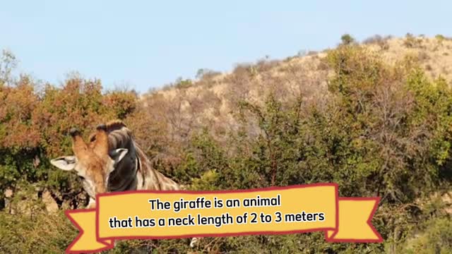 Animals giraffe