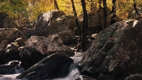 Forest beautiful view in America