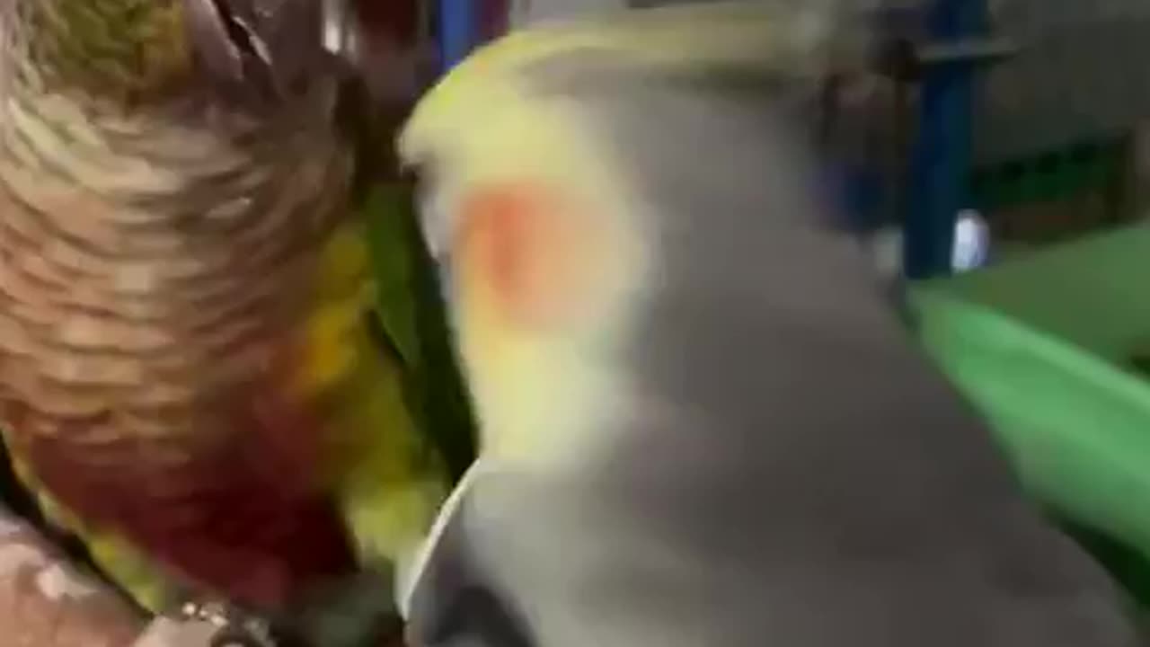 Adorable and Hilarious Parrot Showdown: Two Feathered Friends Go Toe to Toe