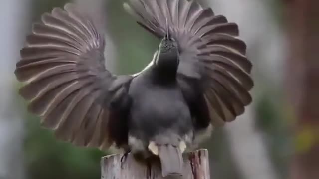 The wind bird