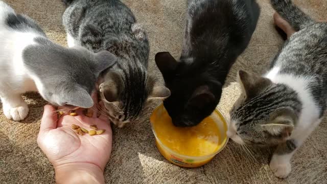 wild kittens eating from my hand