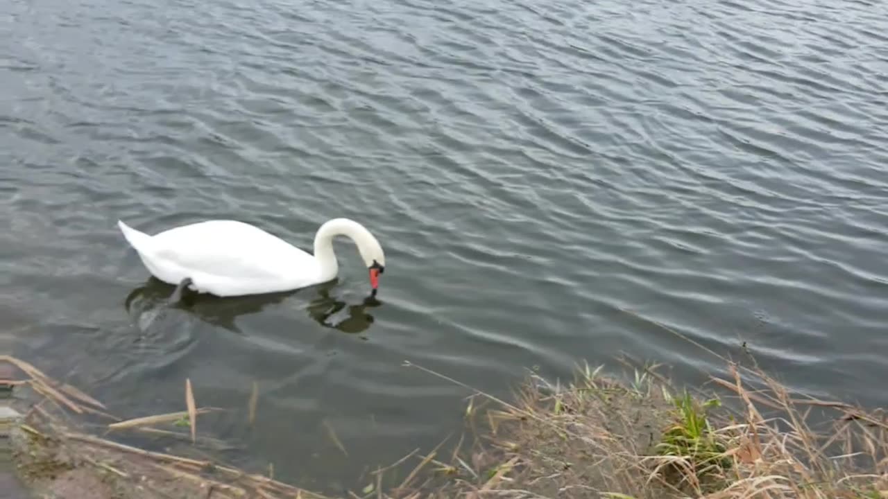 cool, day, nature, is, beautiful, swan, new, day,