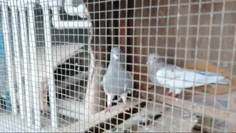 Finch ka pair la ay |White fiches men male OR female ki pahchan | pets vlog |Bilal pets vlog @funny