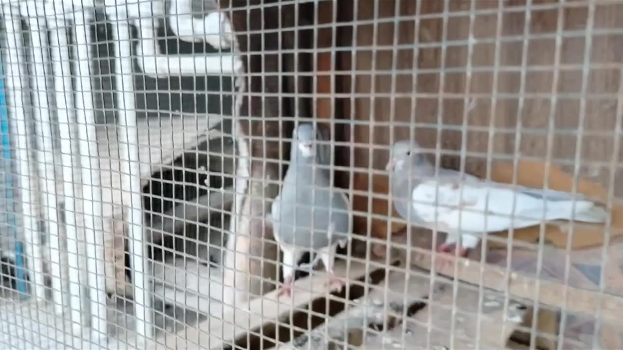 Finch ka pair la ay |White fiches men male OR female ki pahchan | pets vlog |Bilal pets vlog @funny