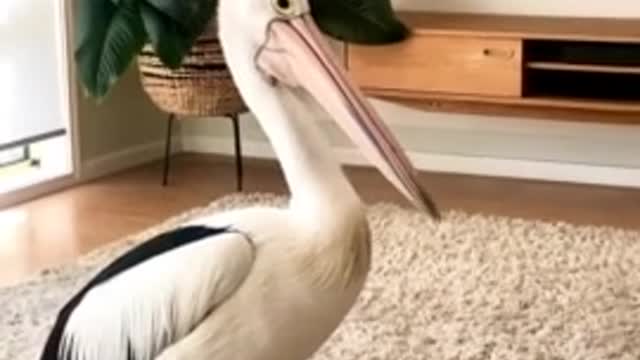 Pelican