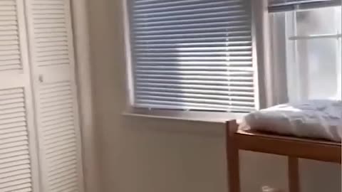 Funny Animal Videos 😂😂