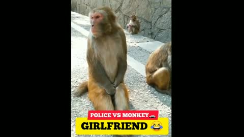 Monkey funny video