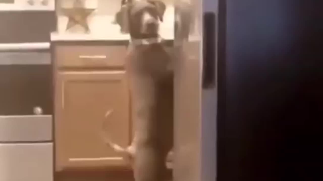 🤣 Take a break 🐶