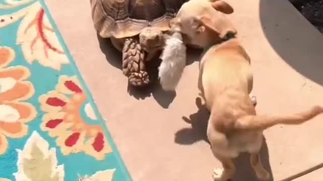 HAPPY DOG WIGGLE TAIL WHEN HE SEE TURTLE FRIEND.mp4