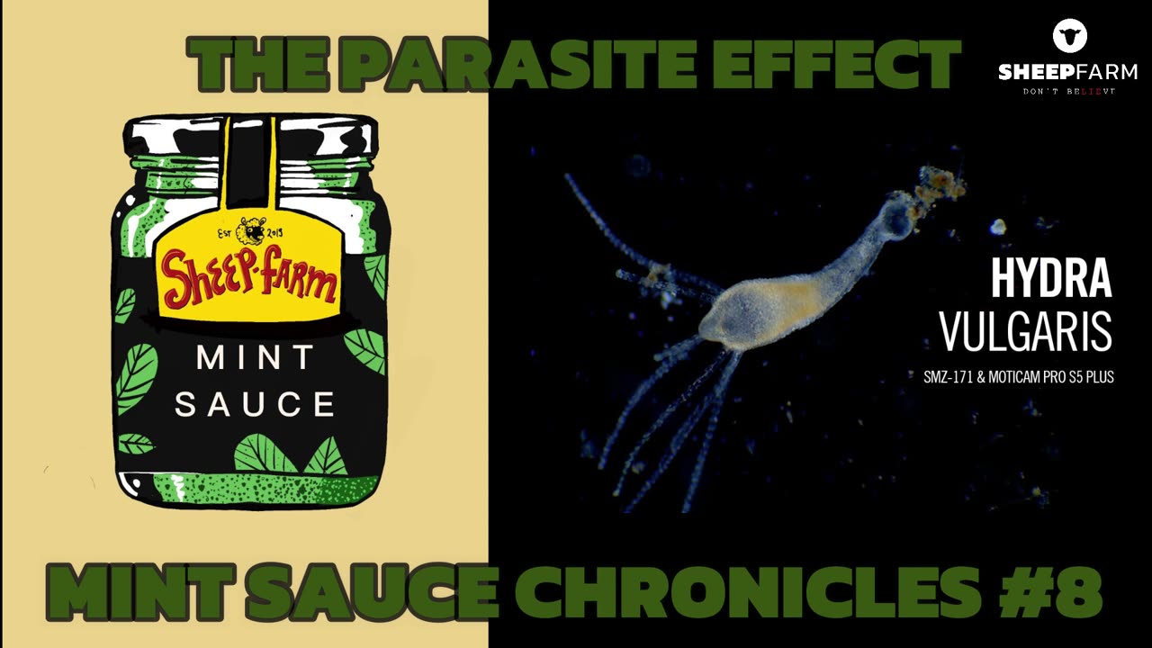 SF36 Mint Sauce Chronicles - The Parasite Effect