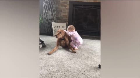 Dogs funny video with babies