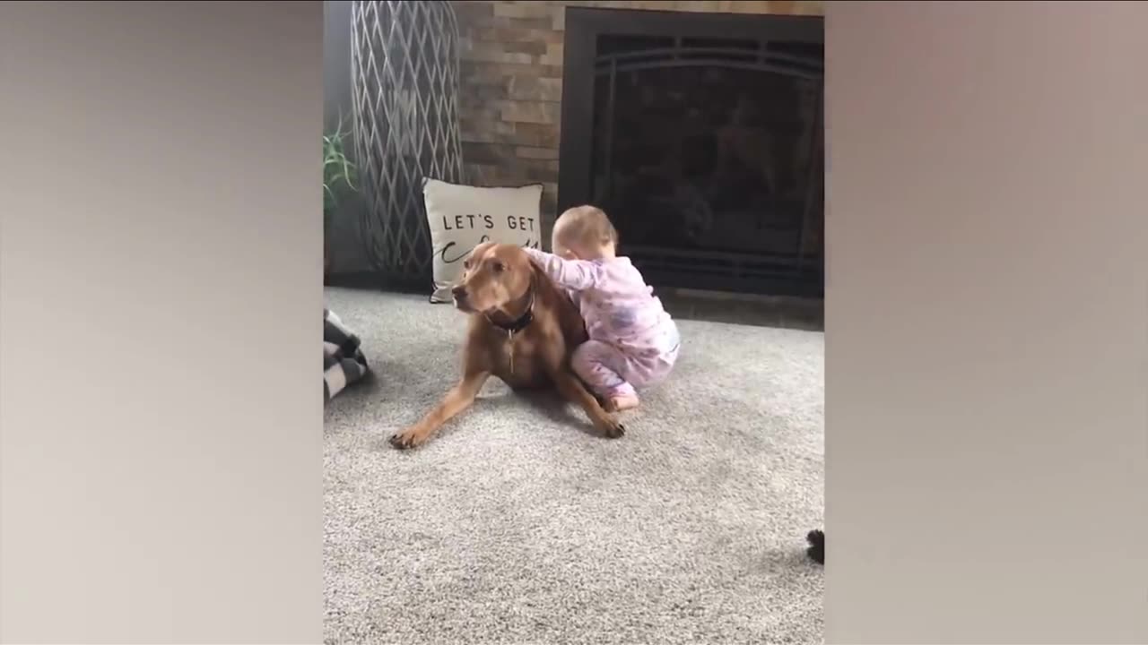 Dogs funny video with babies