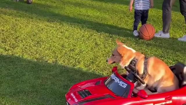 DOG TRIES PARALLEL PARKING