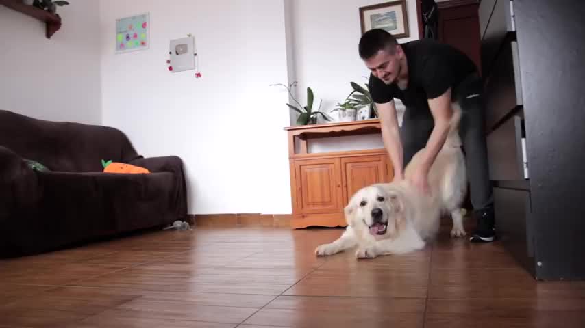 Dog Uses the Box Like a Tunnel