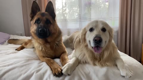 Golden Retriever and German Shepherd are Best Friends Forever