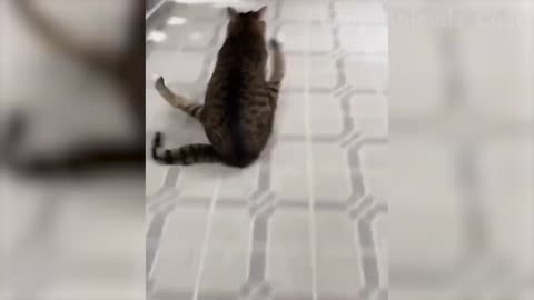 Fun With Animal