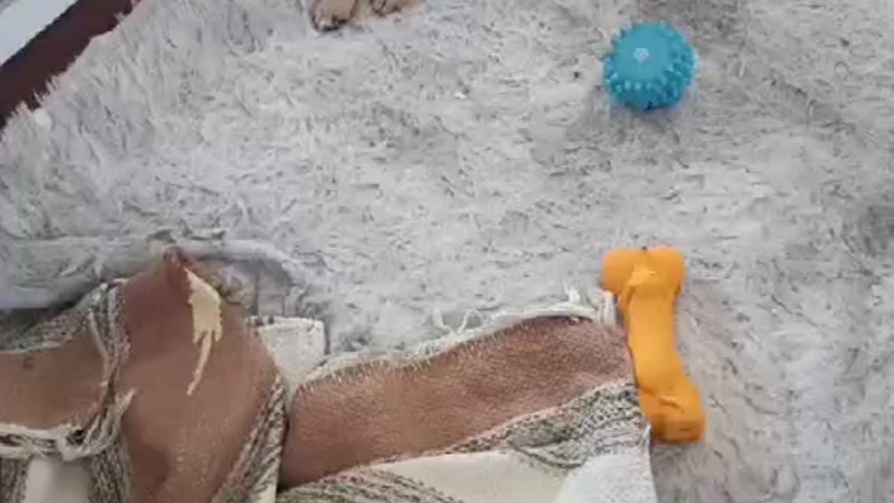 CHIHUAHUA APOLOGIES FOR HIS VISCOUS ATTACKS HOUSEHOLD