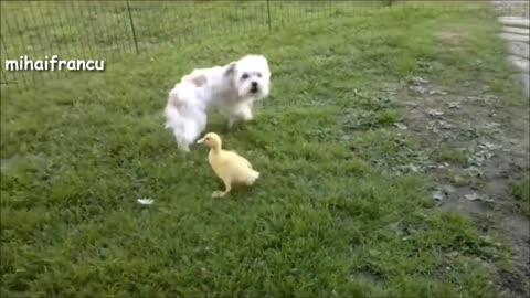 Funny Dogs Meeting Cute Baby Animals🐦🐦🐦🐕🐕