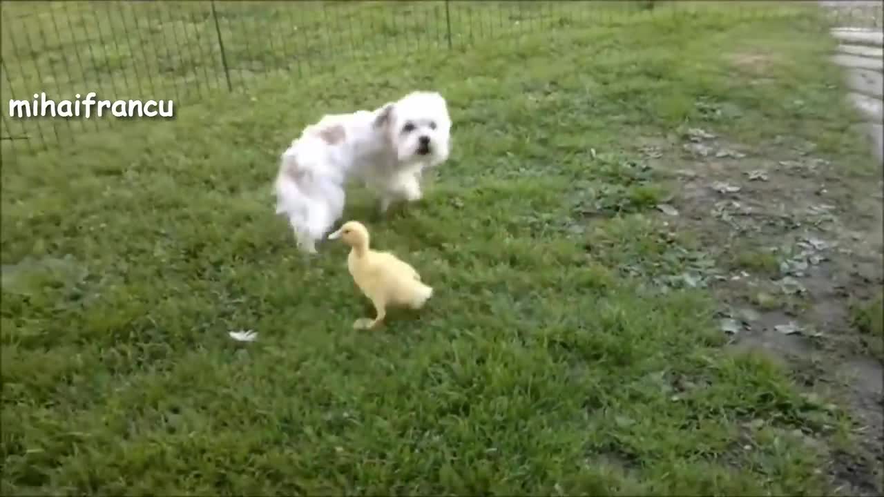 Funny Dogs Meeting Cute Baby Animals๐ฆ๐ฆ๐ฆ๐๐