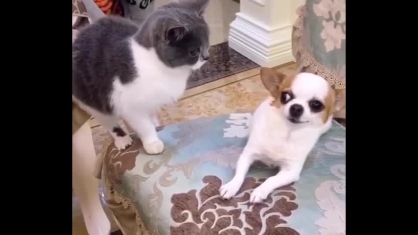 Funniest Animal Dogs And Cats Video Episode 4