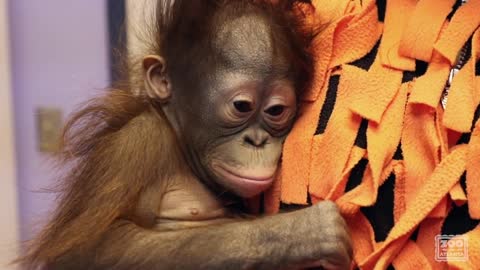 Introducing Orangutan Keju