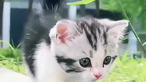 cat episode 5