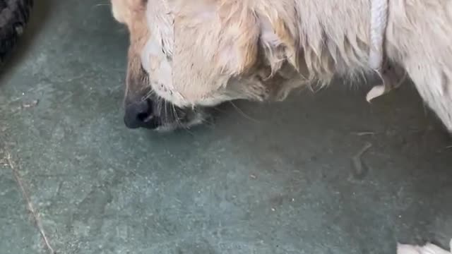 Girl careing for puppy