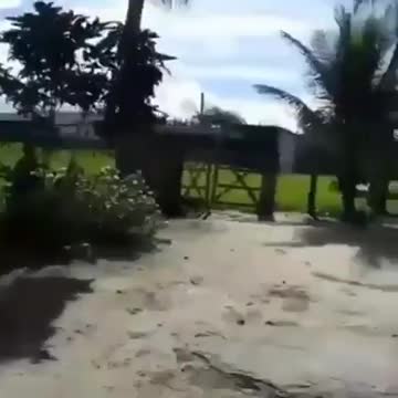 A quarrel the dog and the rooster