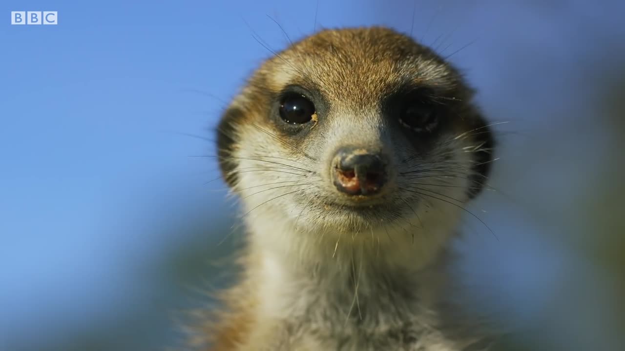 Meerkats Vs Robot Cobra | Spy in the Wild | Wildlife Animals | Mystery of Earth