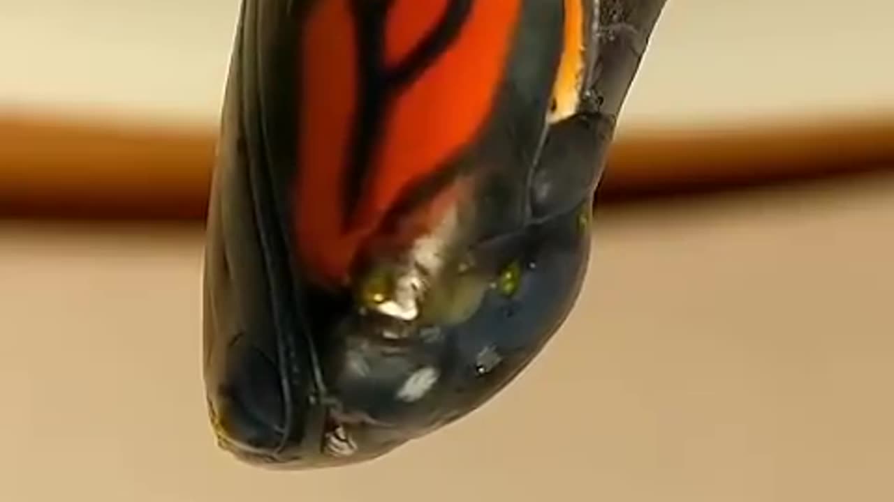 Time Lapse To Butterfly