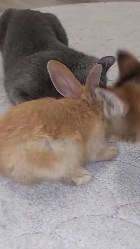 Watch the pets and their beauty 😍 😘