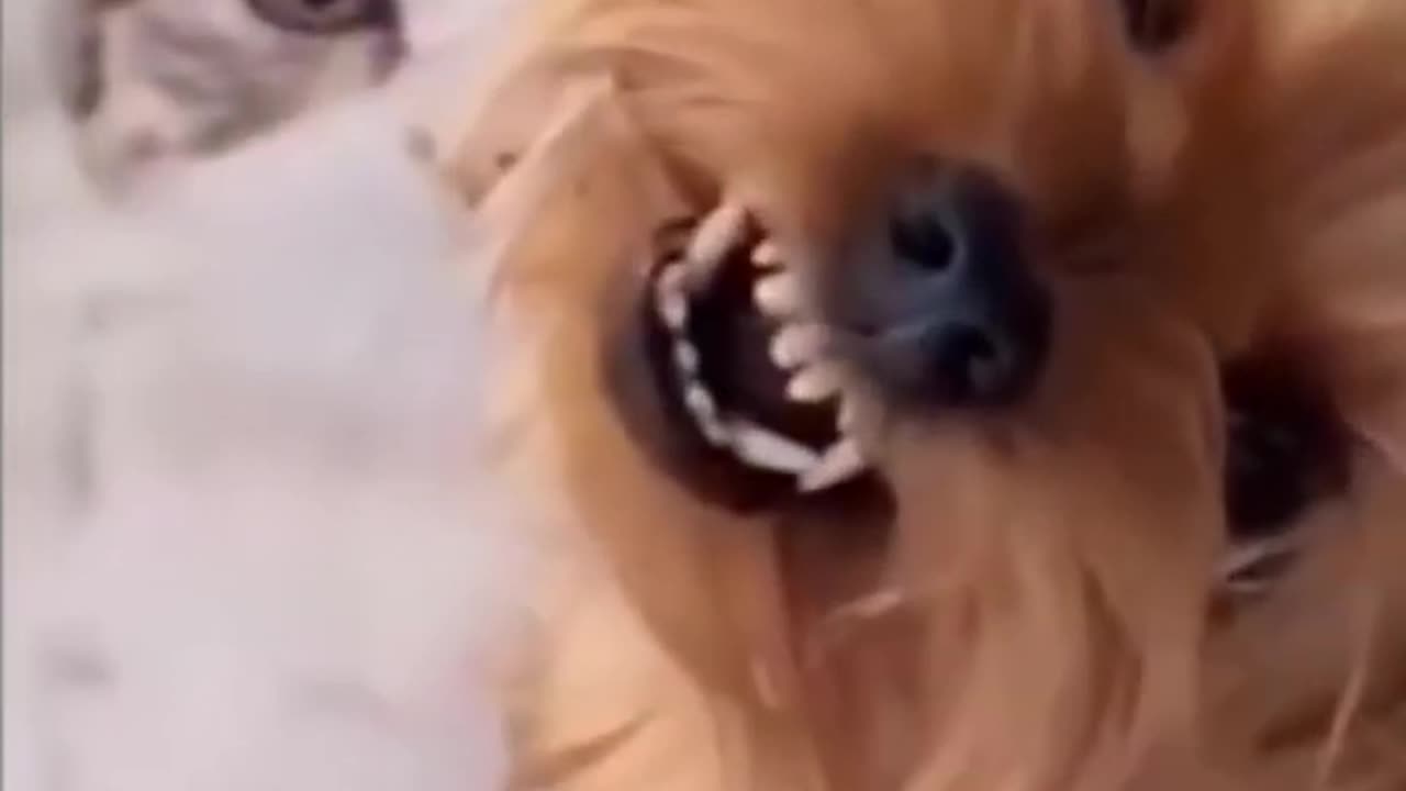 Funny_Animals_Video_Compilation_2022__Cute_and_funny_pets_compilation_#shorts(