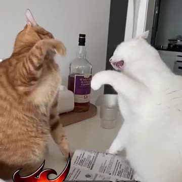 Funny cat 😺 video sweet cat funny video
