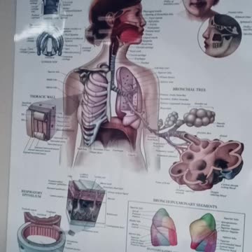 Is your respiratory system healed?