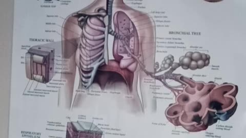 Is your respiratory system healed?