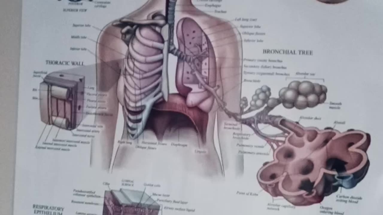 Is your respiratory system healed?