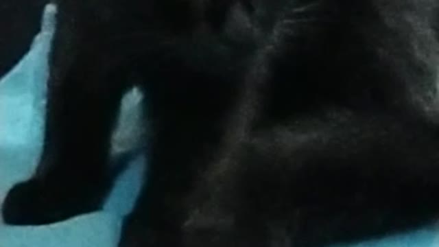 My funny cat