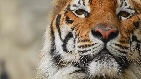 Tigar closeup face