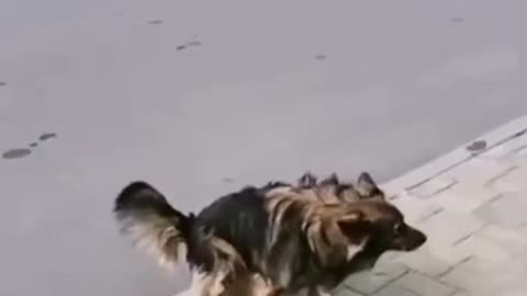 Dogs refuse McDonald’s burgers I wonder why🤮😳🤷🏻‍♂️🥵🤬😆