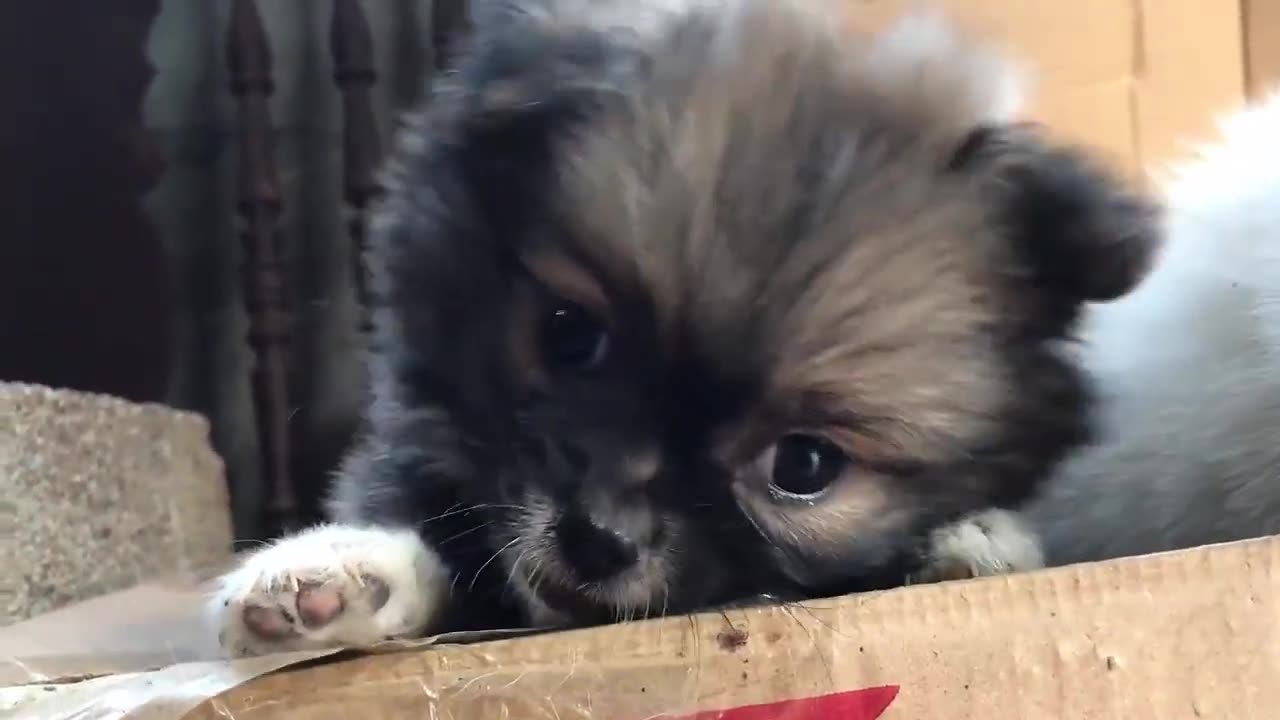 Cute puppy-funny and cute dog