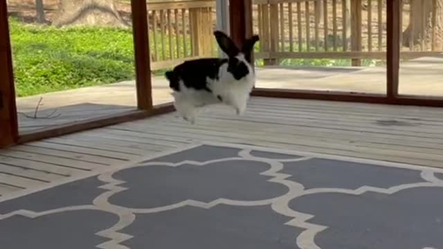 rabbit are not starter pets