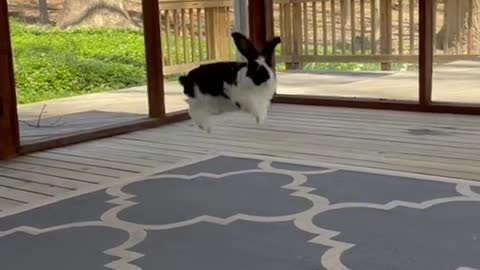 rabbit are not starter pets