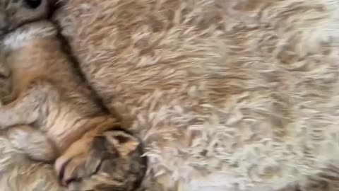 Circular sleep