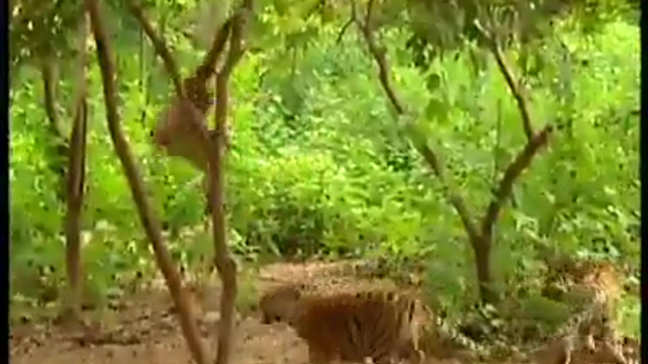 Best animal video comedy