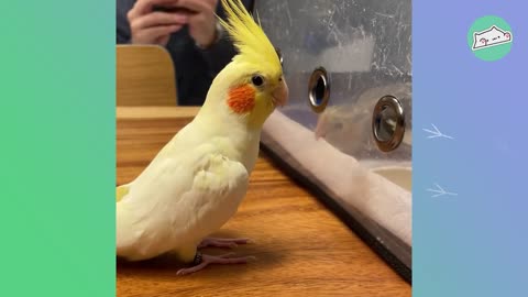 Tiny Parrot Melts His Ice-Cold Brother With A Song | Cuddle Buddies