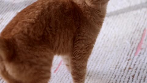 A Ginger Cat Looking Around Funny video.