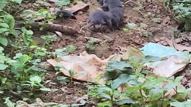 Swarms of shrews follow each other like a tiny train