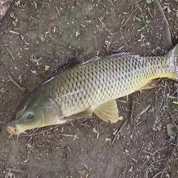 Huge carp