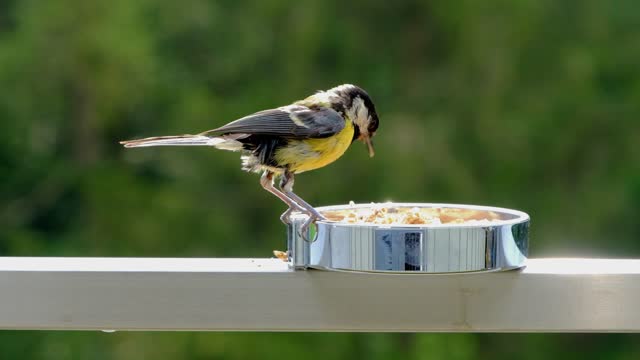 pretty tit the most beautiful 🐦 on the planet